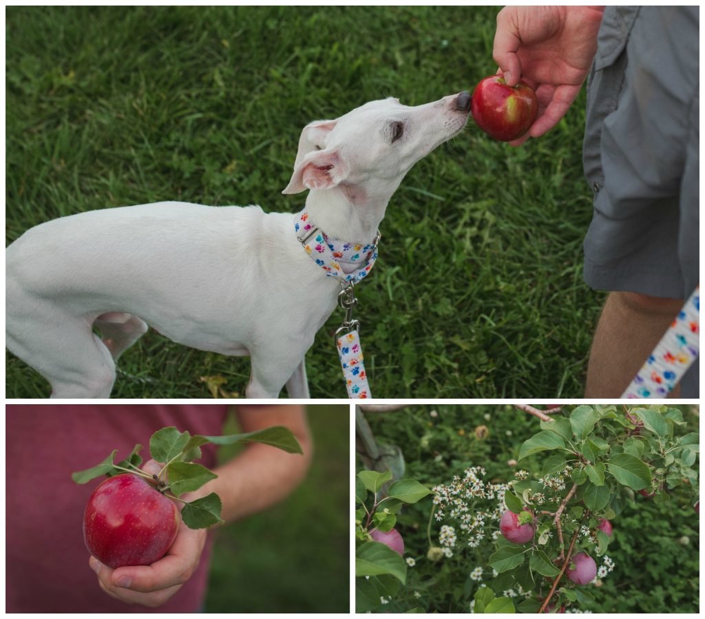 hand-picked apple and awesome white dog