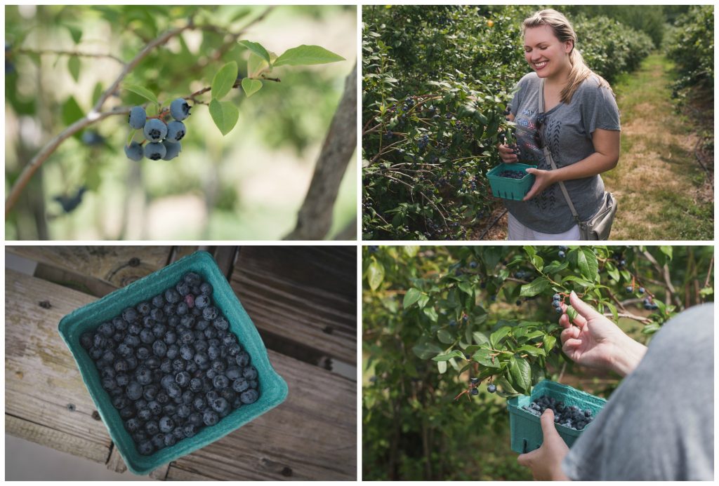 Blueberry picking in summer at Applecrest Farm