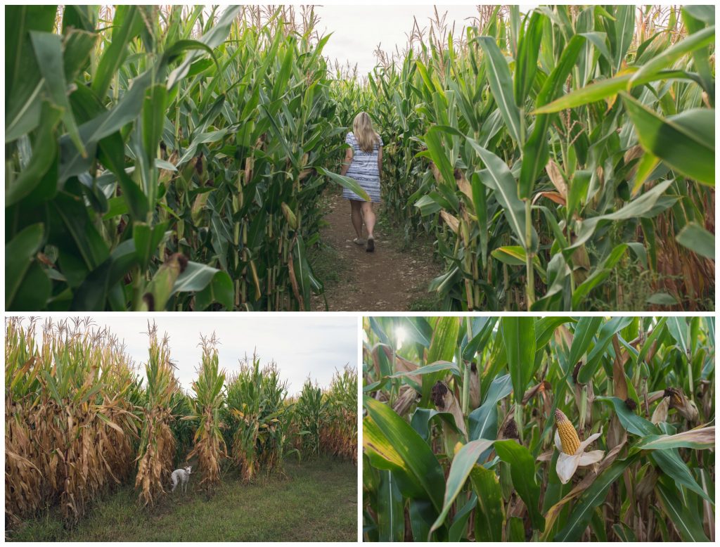 Treworgy farm corn maze 2016