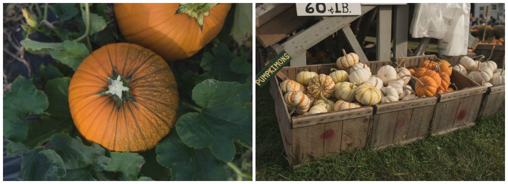 large and small orange and white pumpkins