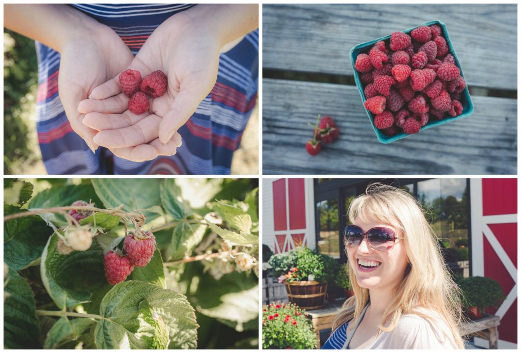 Raspberry picking in September at Applecrest Farm