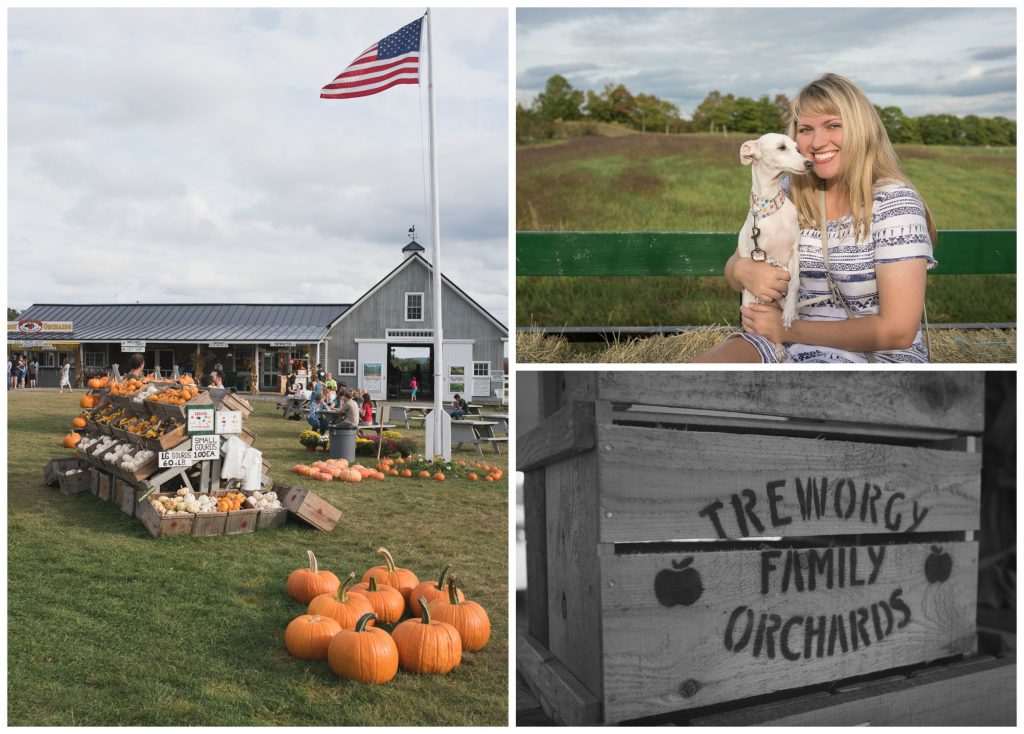 treworgy pumpkin farm and autumn corn maze