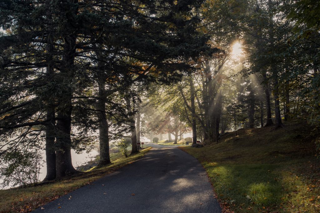 morning sunlight through the trees in Bar Harbor