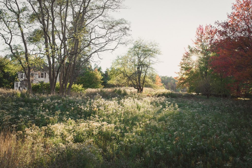 field of wildflowers near Acadia national park