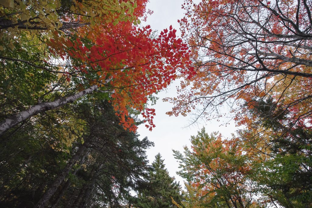 Acadian carriage road fall colors