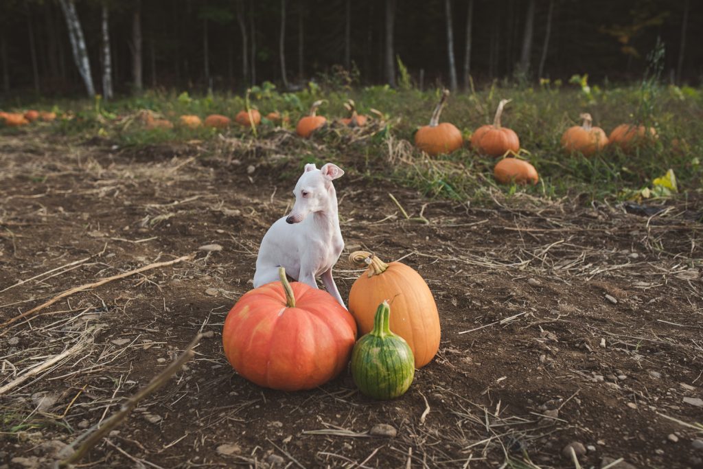white italian greyhound in pumpkin patch