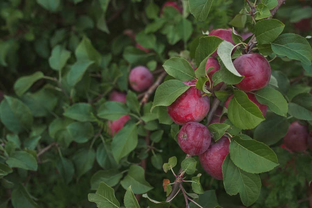 fruits of the apple tree