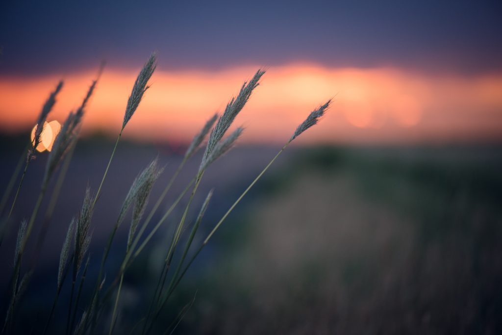 sunset wheat grass road trip driving texas new mexico scenery landscape