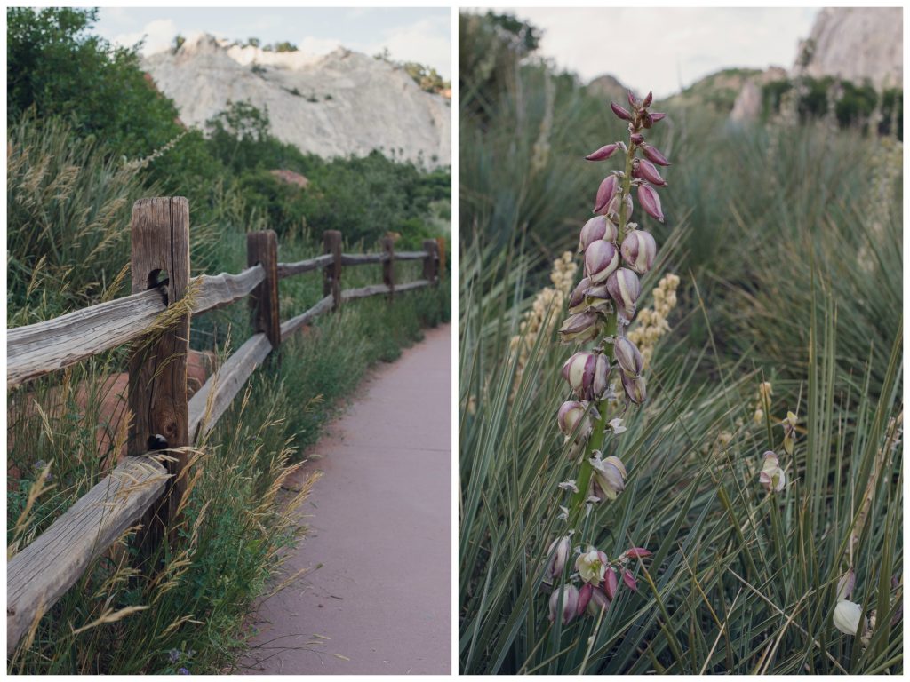 red rocks, colorado springs, park, garden of the gods, greenery, desert flower, hiking