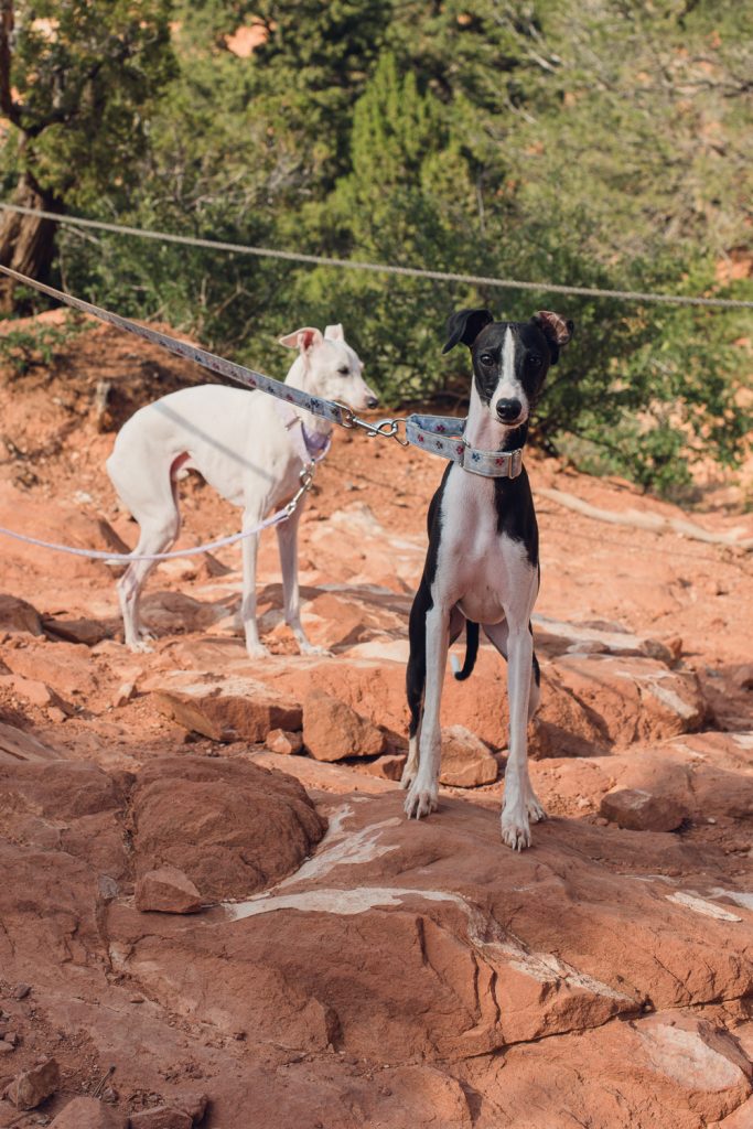 red rocks, colorado springs, park, garden of the gods, hiking italian greyhound