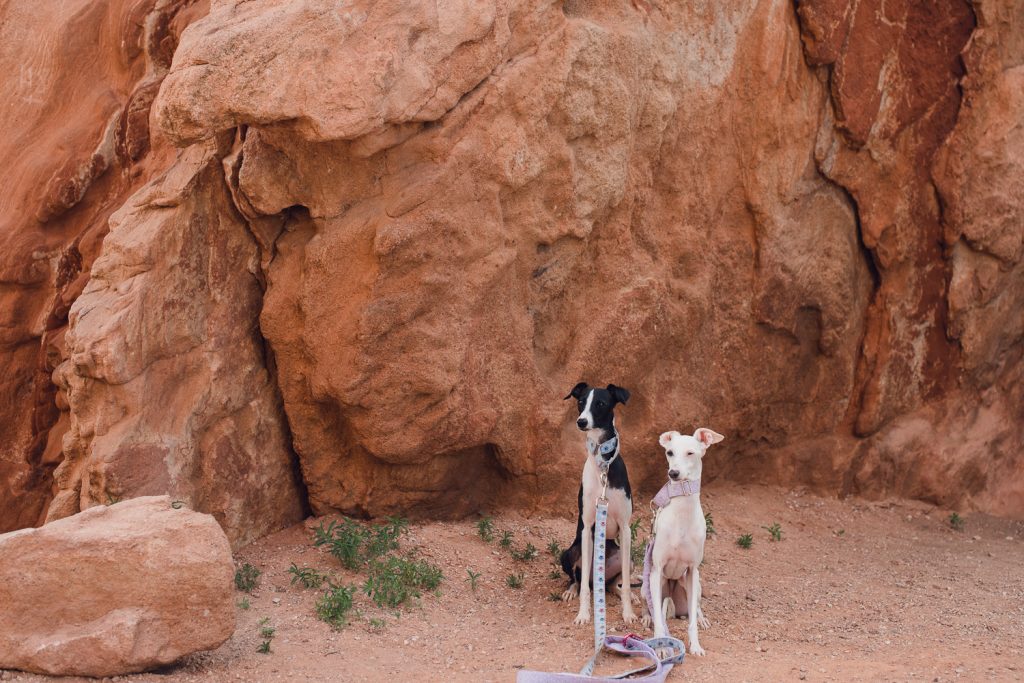red rocks, colorado springs, park, garden of the gods, hiking italian greyhound