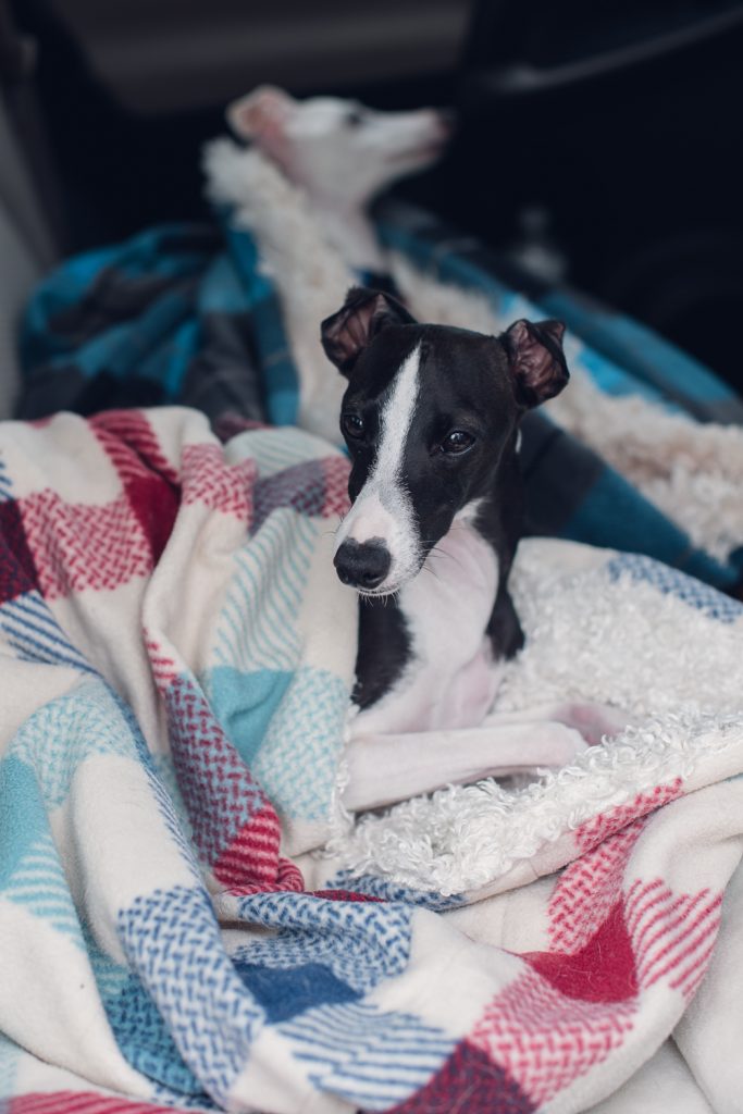 2 Very relaxed italian greyhounds getting drivin around the country