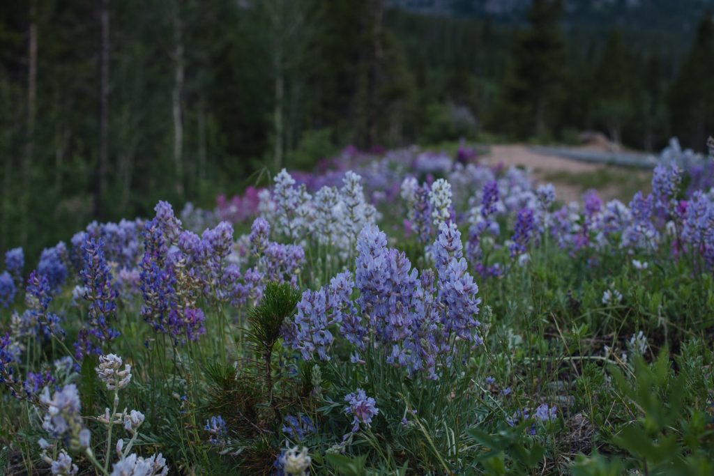 Purple wild flowers along the road in Rocky Mountain National Park