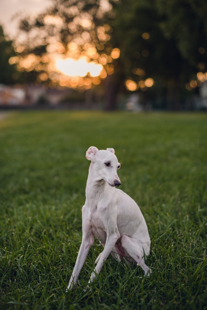 White Italian Greyhound sitting and posing in green grass in front of a sunset in the distance. 
